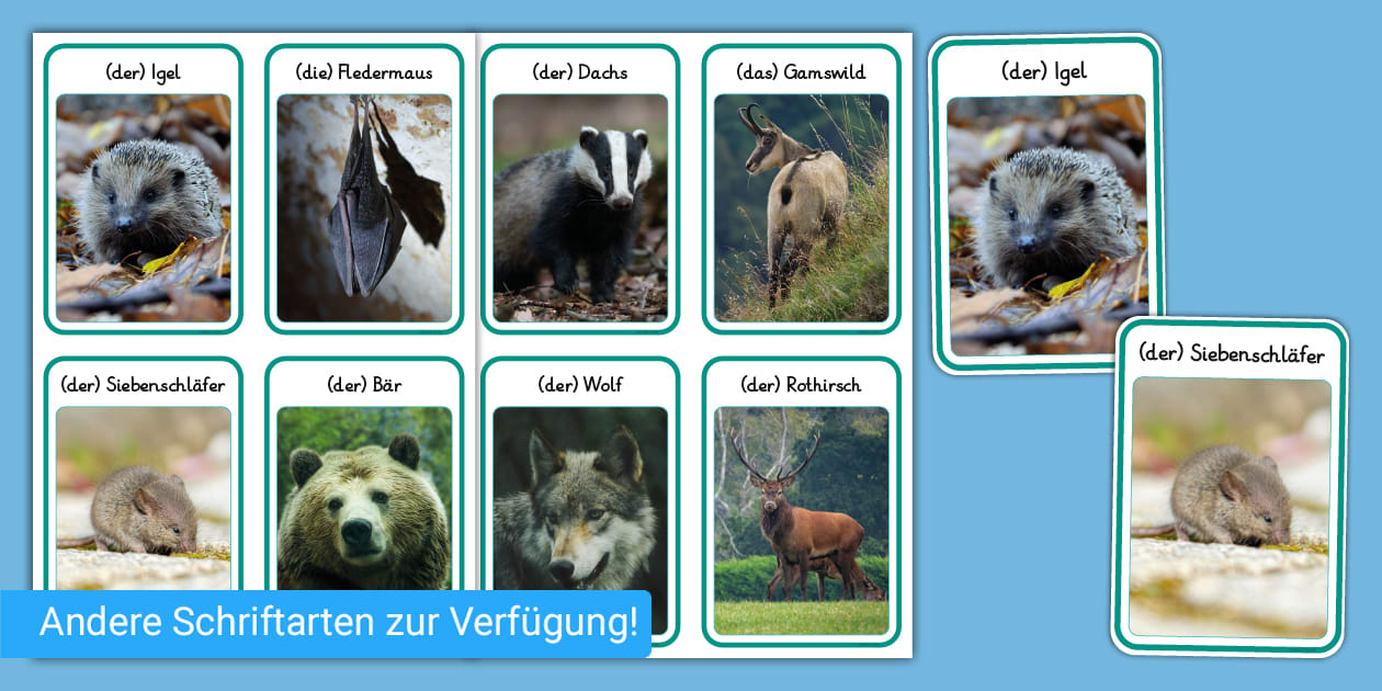 Tiere im Winter - Flash-Karten (teacher made) - Twinkl