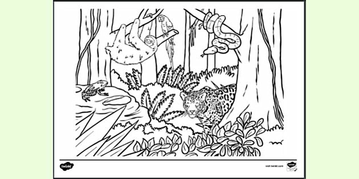 Printable Rainforest Colouring Sheet (teacher made) Twinkl