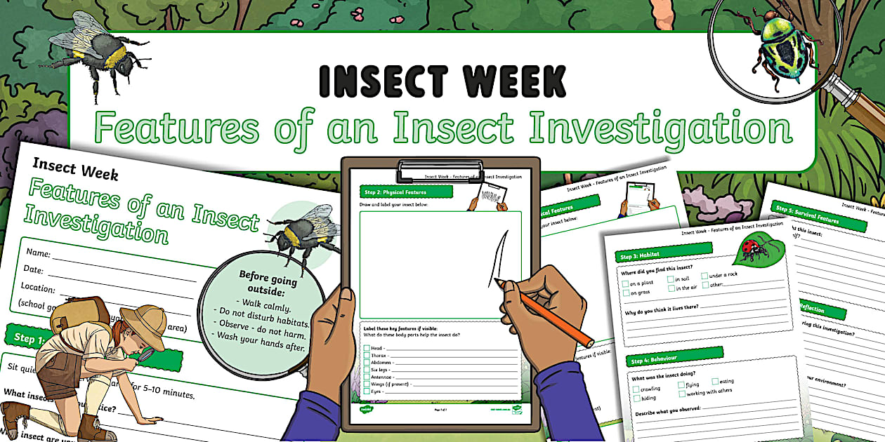 Twinkl Australia 3-6 Insect Investigation Activity Sheet