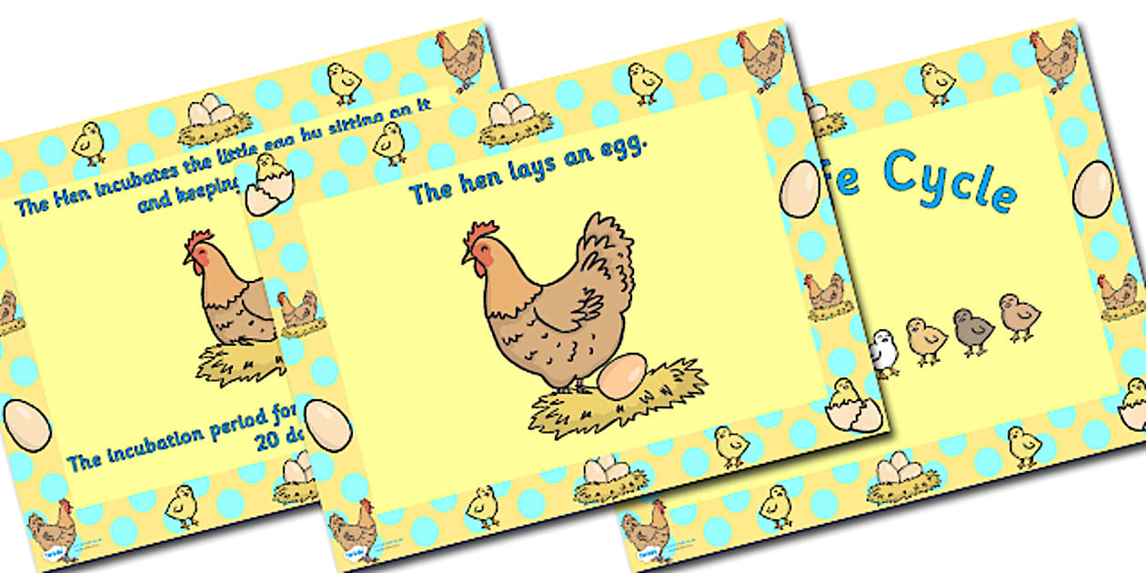 Chicken Life Cycle PowerPoint