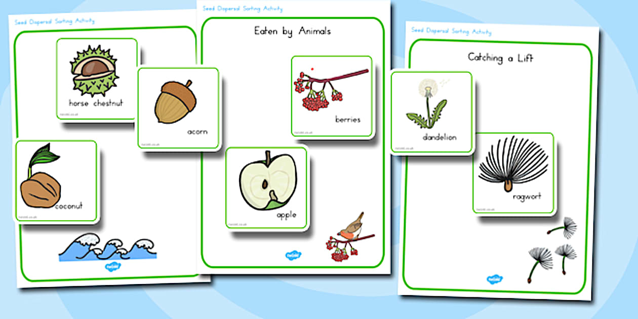 Seed Dispersal Sorting Activity (teacher made) - Twinkl