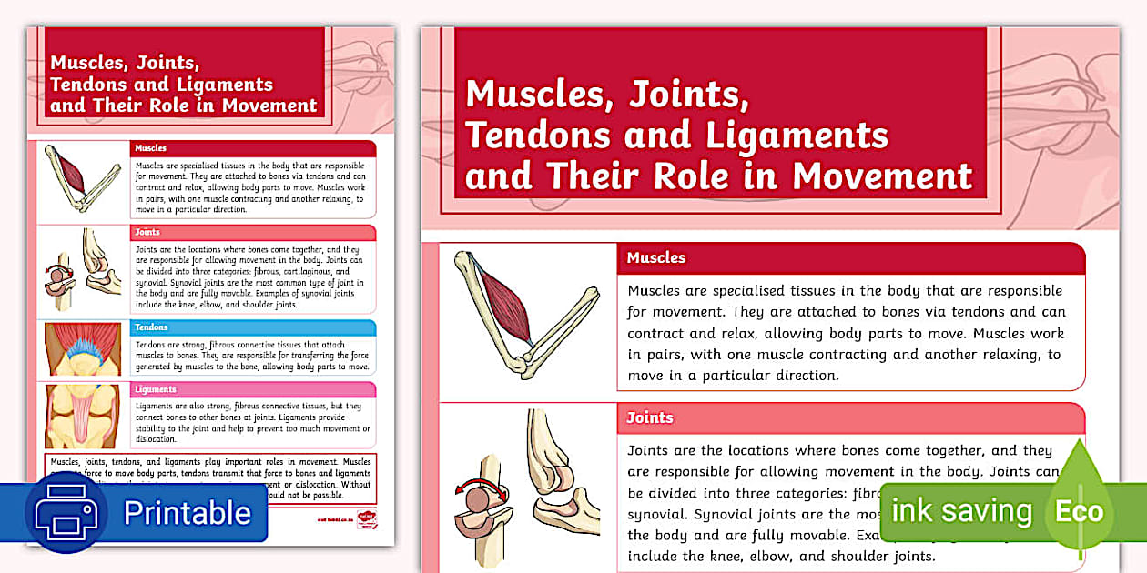 Muscle Tendon Project Muscles, Joint, Tendons, and Ligaments and Their Role in Movement