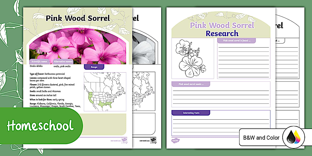 Pink Wood Sorrel Identification Information Poster and Research