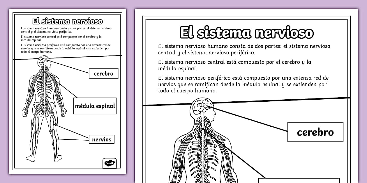 Ficha: Sistema nervioso para colorear con nombres | Twinkl