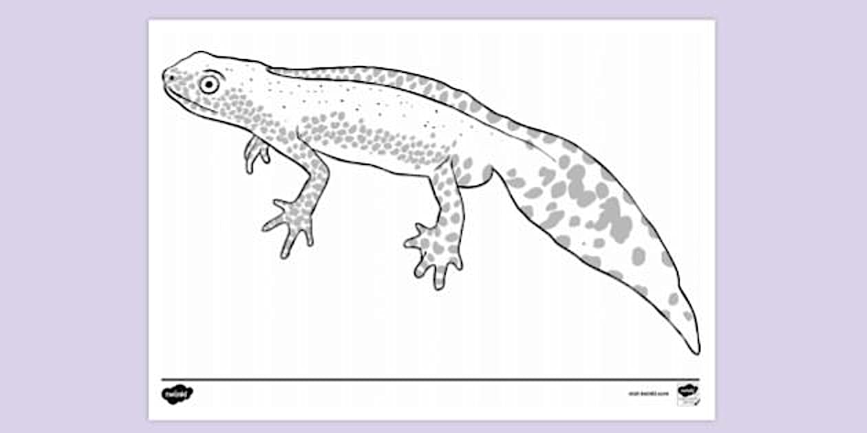 Newt Colouring Page - Primary Resources (teacher made)