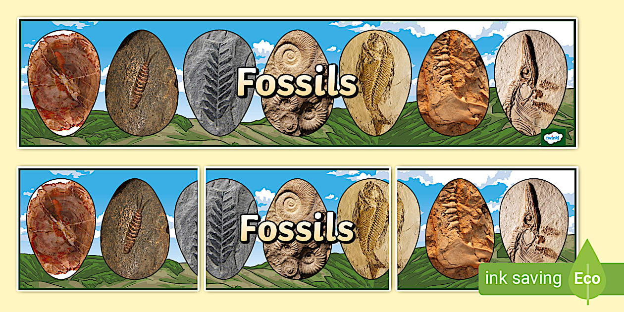 Fossils Display Banner (teacher made) - Twinkl