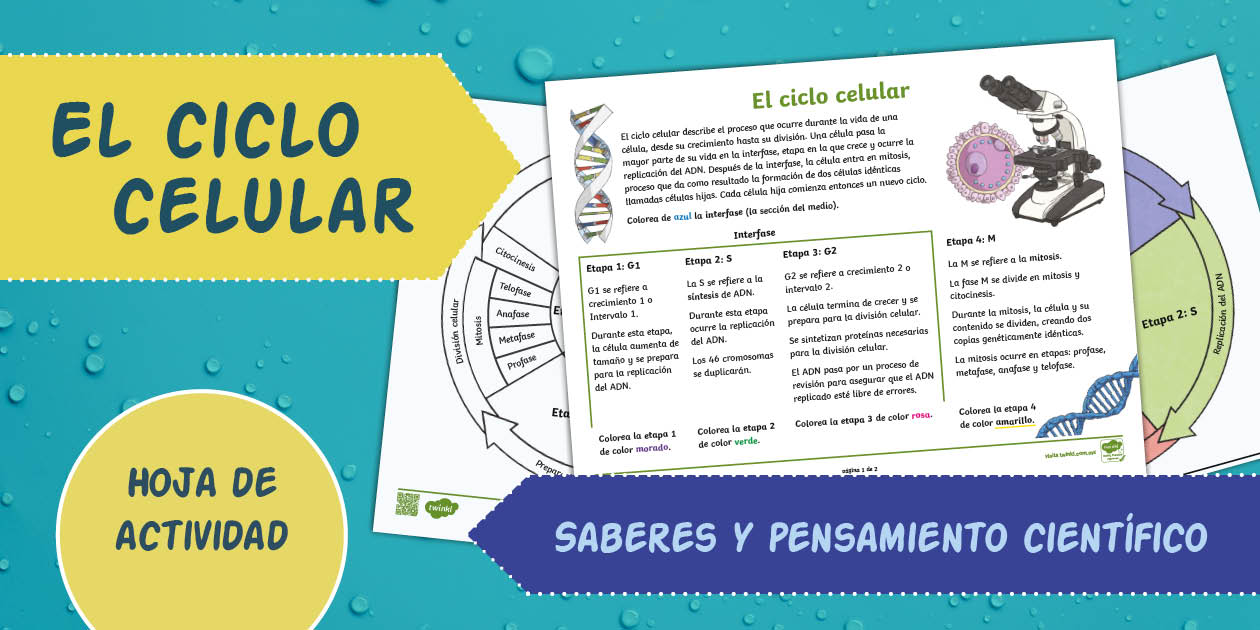 El ciclo celular - hoja de actividad