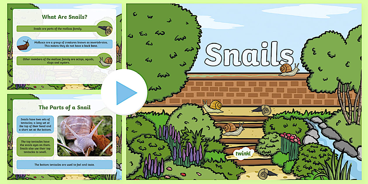 All About Snails PowerPoint (teacher made) - Twinkl