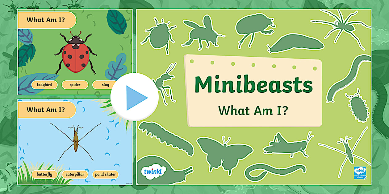 Kindergarten Minibeasts Matching PowerPoint Game - Twinkl