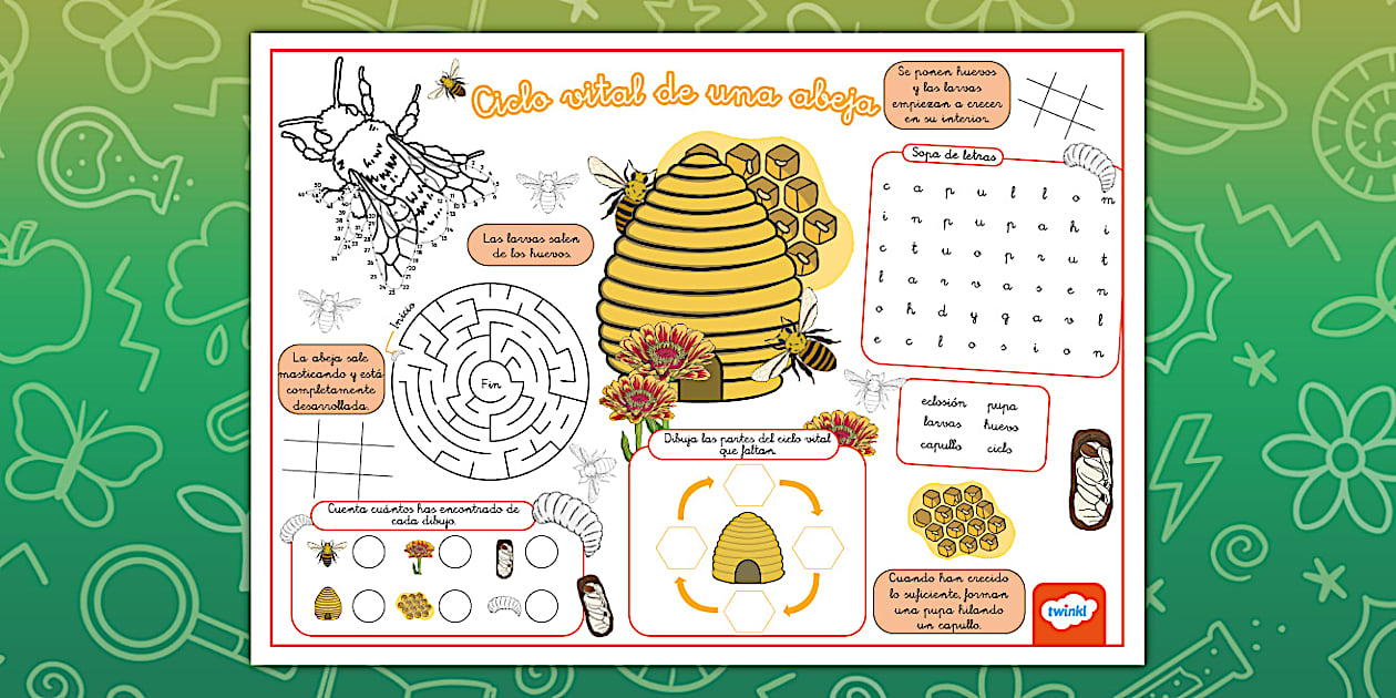 Tapiz de actividades: Ciclo vital de una abeja - Twinkl
