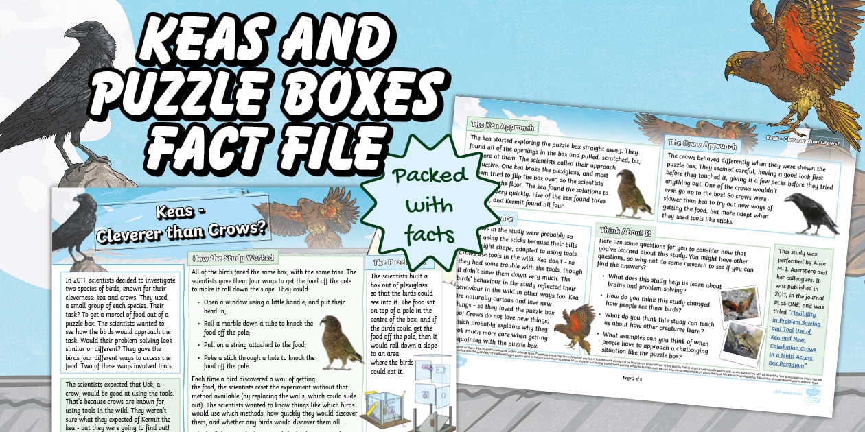 Kea Puzzle Box Fact File for Living World