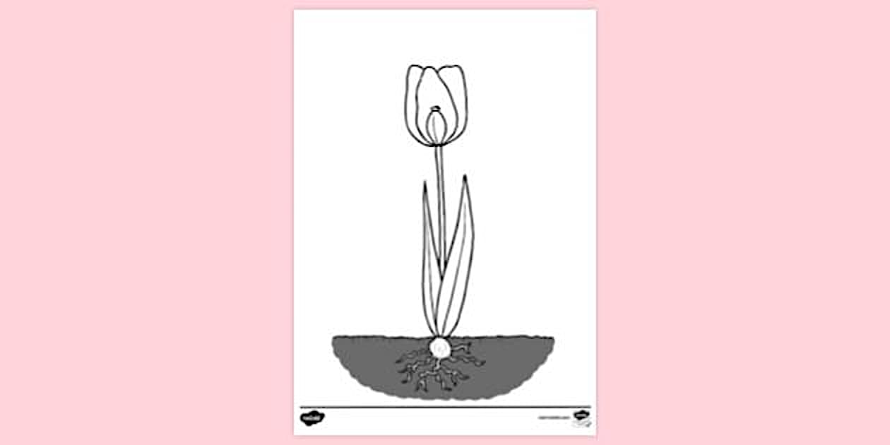 Colouring | Colouring Sheets