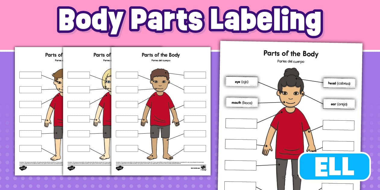 Push Body Labeling Body Parts Labeling English/Spanish - Guía de trabajo