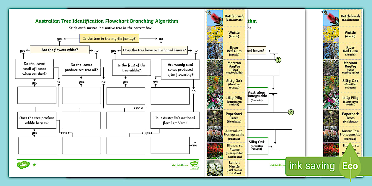 Australian Tree ID Flow Chart Branching Algorithm - Twinkl