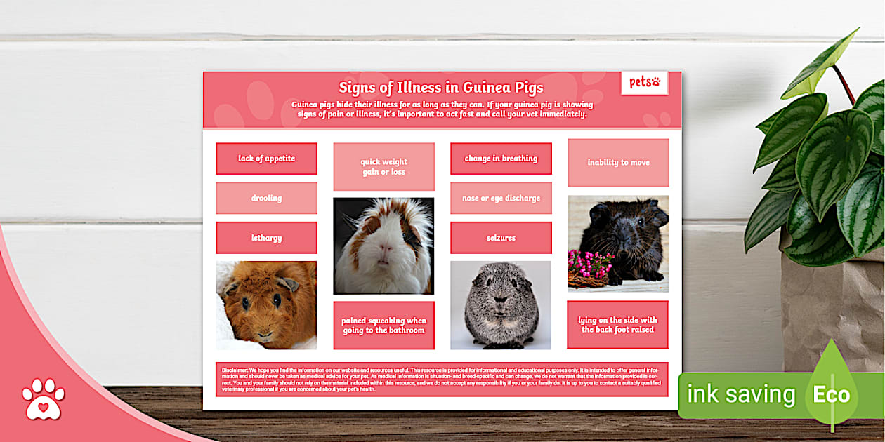 Signs of Illness in Guinea Pigs - Display Poster - Pets - Guinea Pig Calcium Overload Symptoms Atopic Dermatitis
