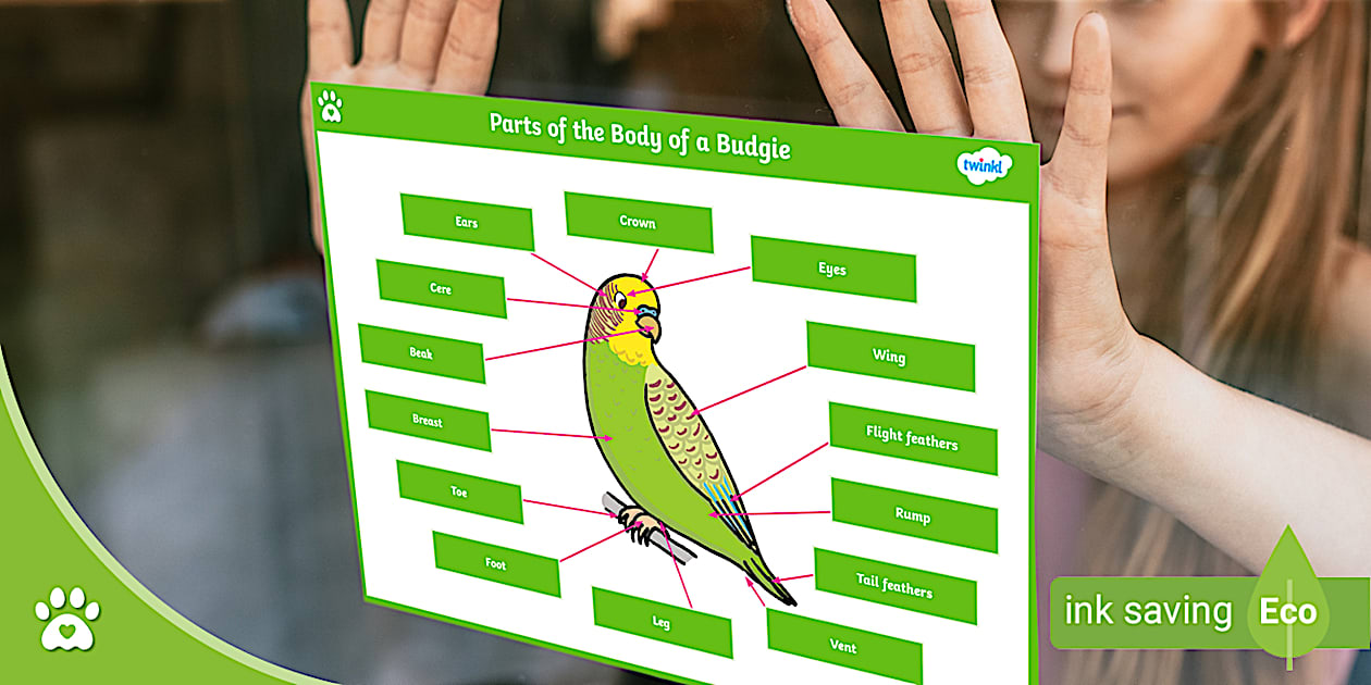 Parts of the Body of a Budgie - Display Poster - Bird Care