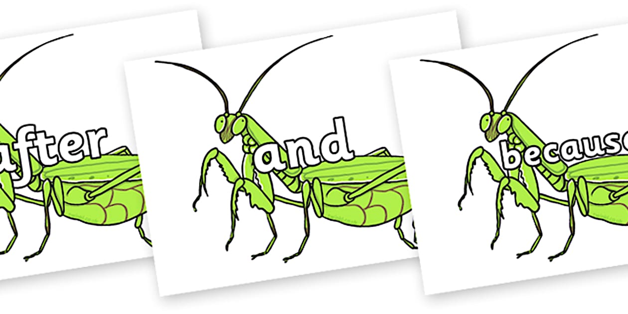 Cursive Connectives on Praying Mantis (teacher made)