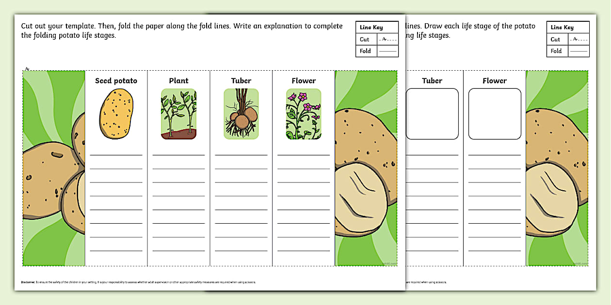 Potato Folding Life Stages Template (teacher made) - Twinkl