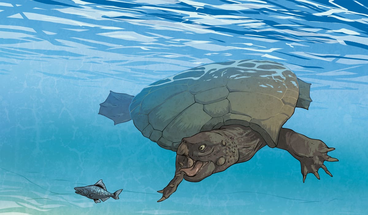 I like turtles I like turtles