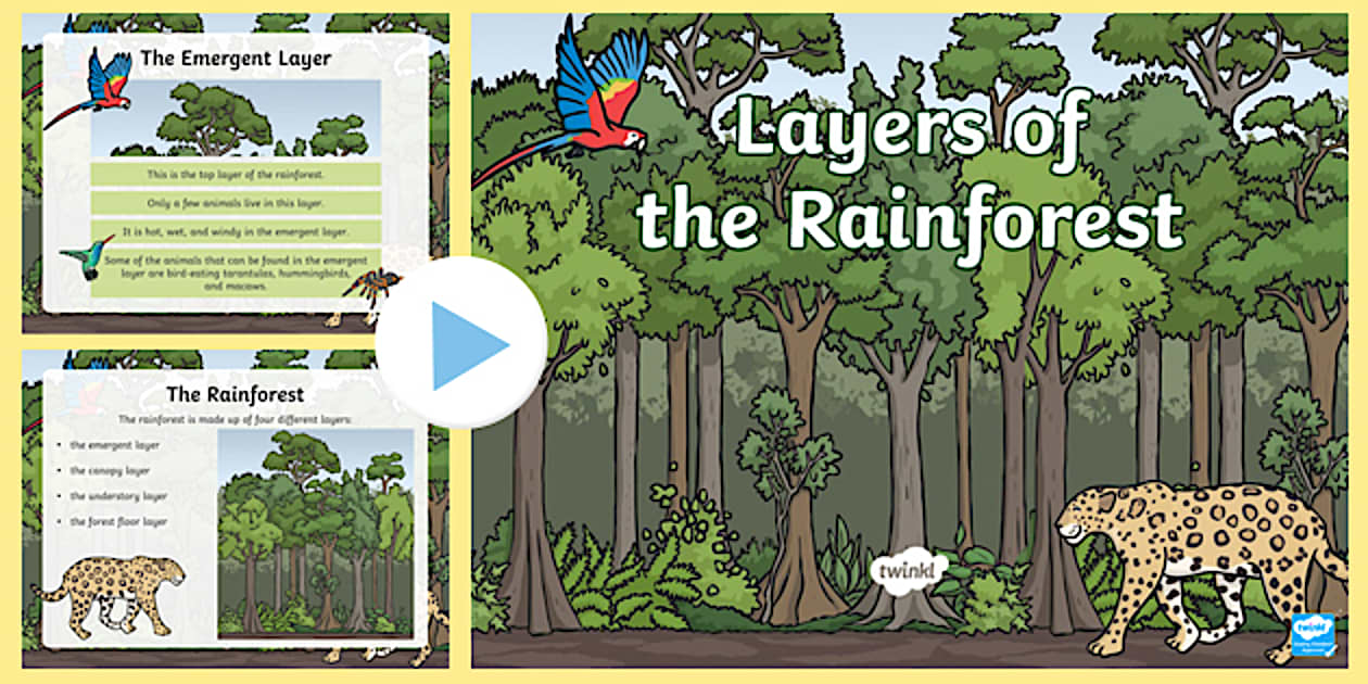 Rainforest Layers PowerPoint Life Science Twinkl USA Rainforest Layers PowerPoint Life Science Twinkl USA