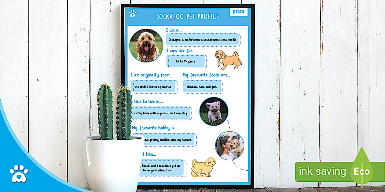Cockapoo Pet Profile - Fact Sheet - Cockapoos - Twinkl Pets