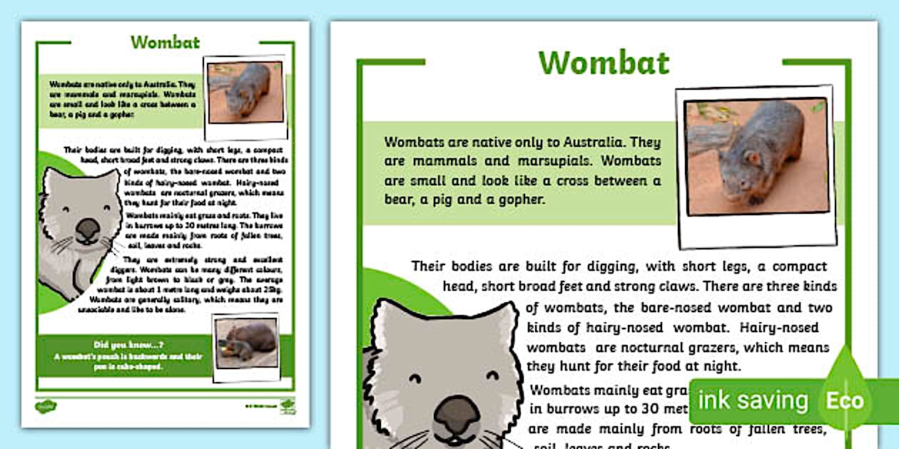 TAS Wombat Fact Sheet (Hecho por educadores) - Twinkl