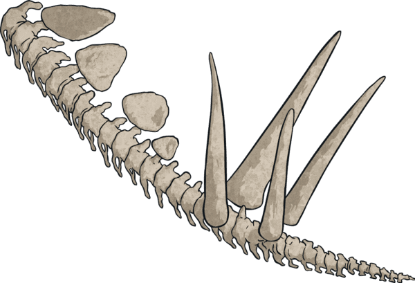 An illustration of a stegosaurus tail skeleton 