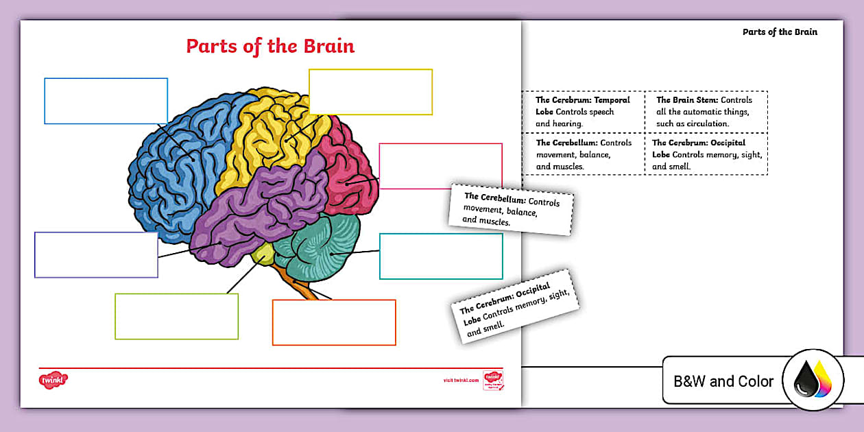 Parts of the Brain Cut and Paste Worksheet for 3rd-5th Grade