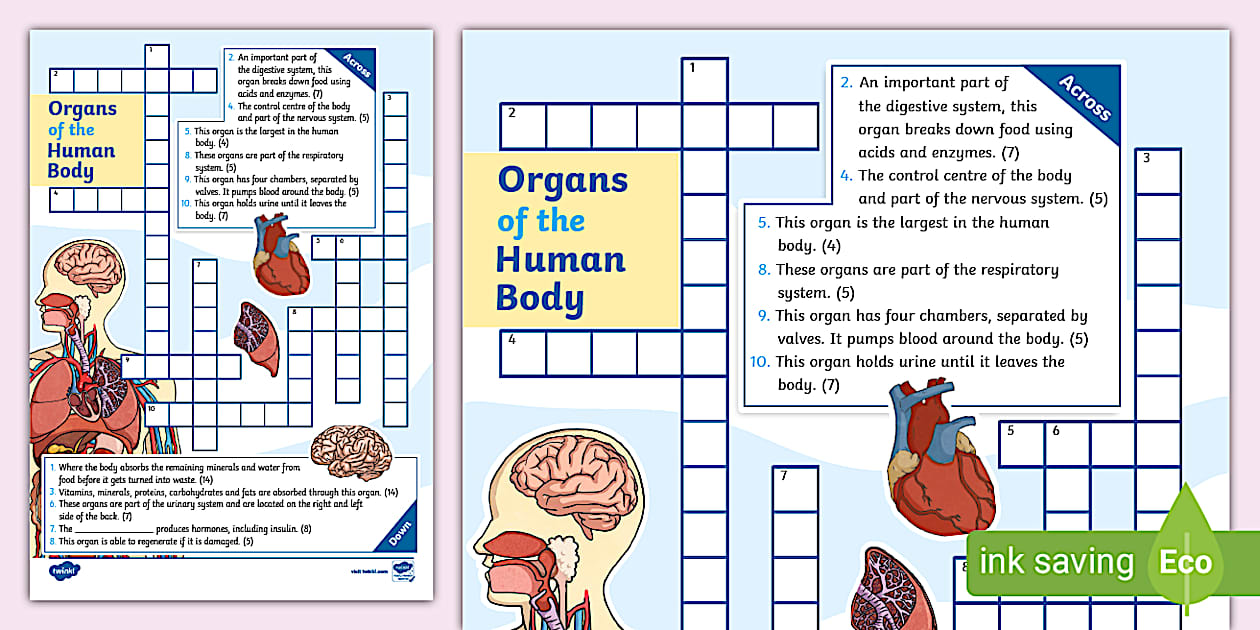 Human Body Organs Crossword Twinkl KS2 (profesor hizo)