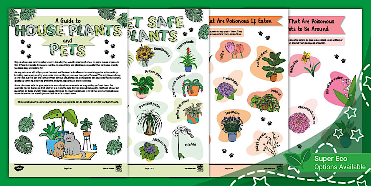A Guide To House Plants And Pets