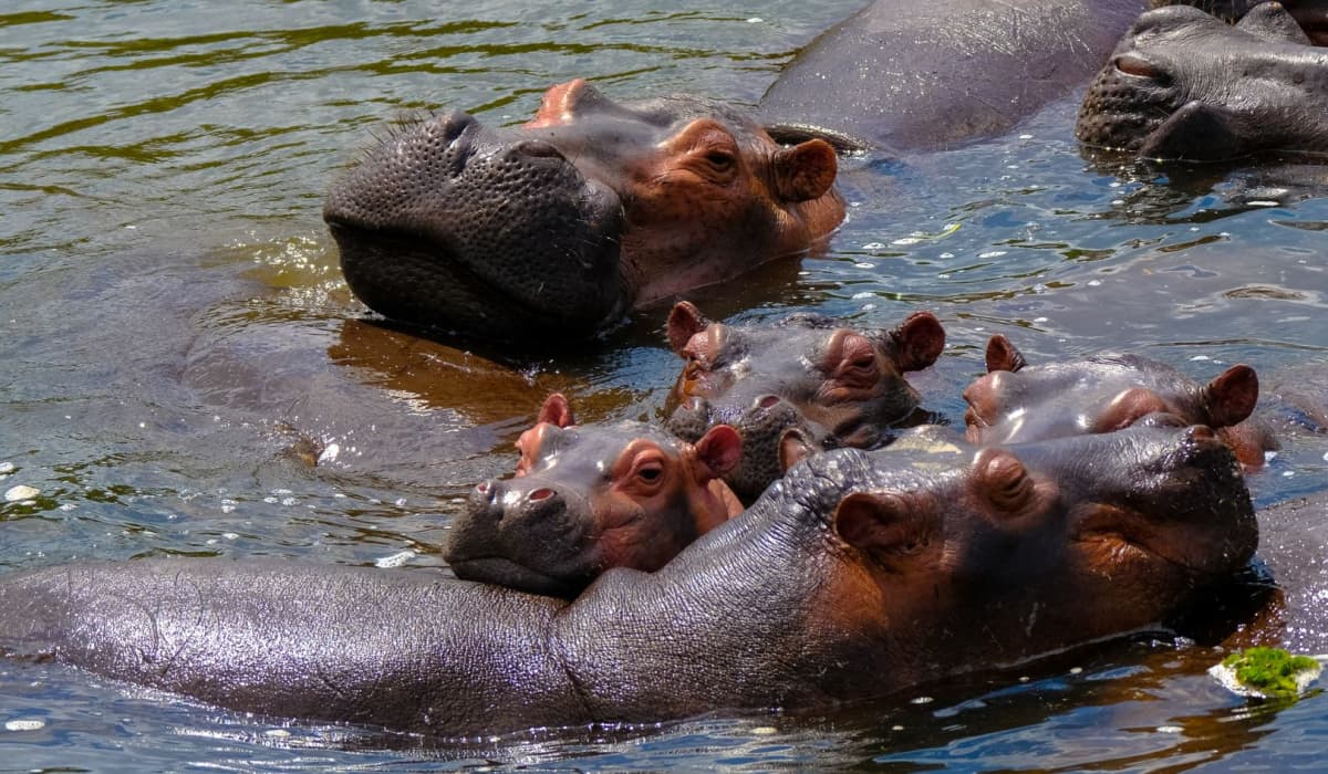 A group of hippos in water.