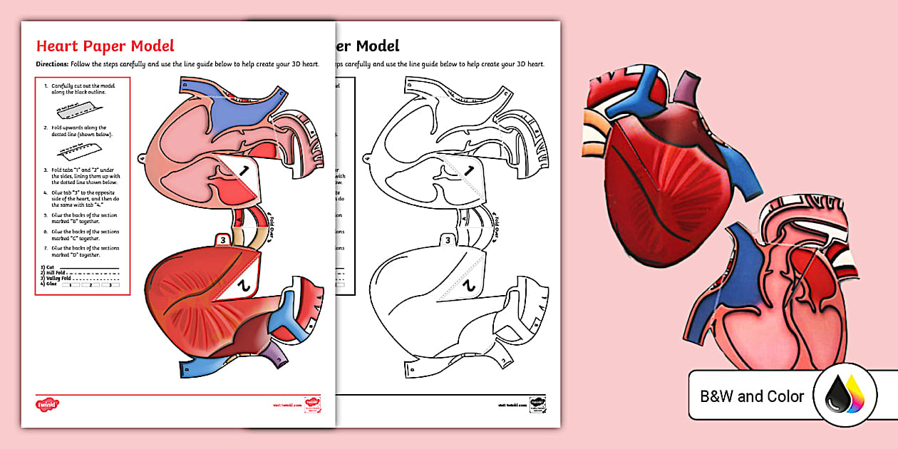 Human Heart Cross-section 3D Paper Craft