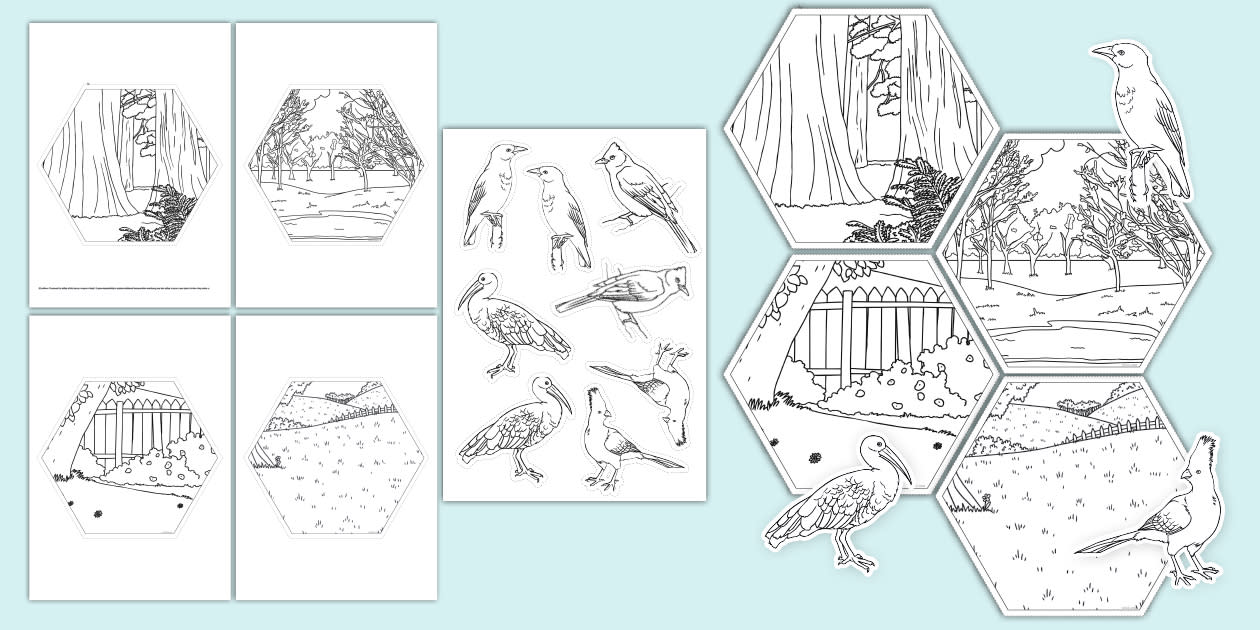 * NEW * Birds of South Africa Hexagon Display Colouring Activity
