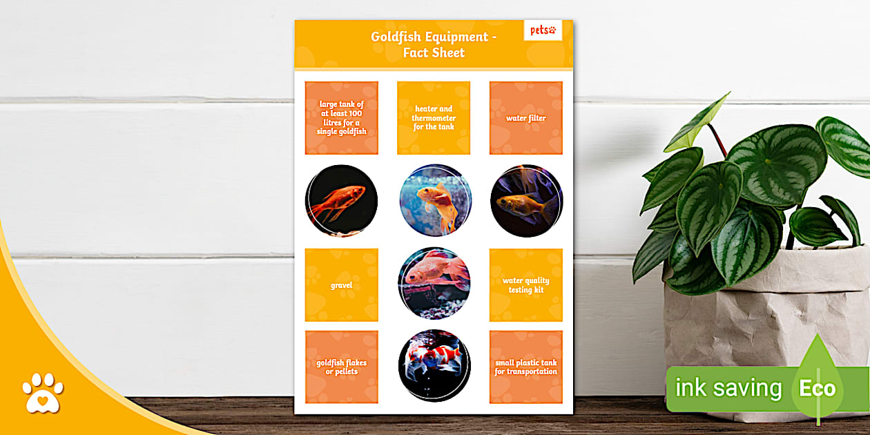 Curated visual reference: Goldfish Equipment Fact Sheet Fish Care Photo Inspiration
