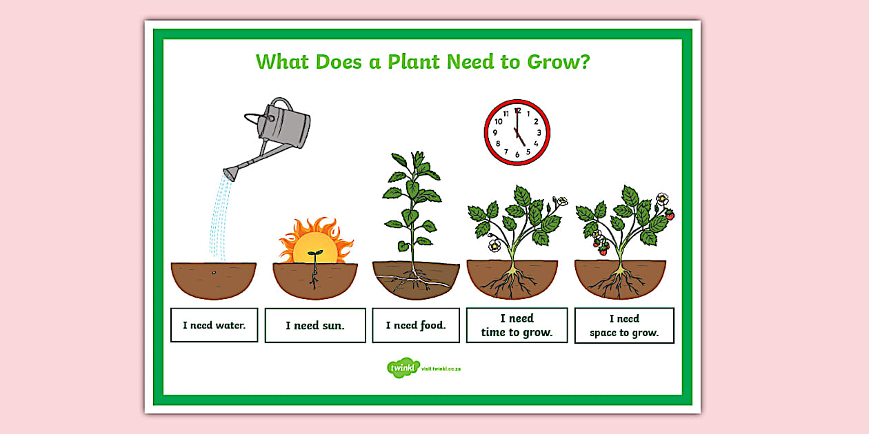 What Plants Need to Grow Poster (teacher made) Twinkl