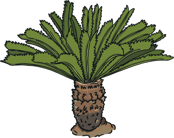 An illustration of a cycad 