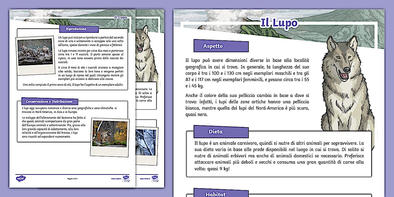 il-lupo-fact-file-teacher-made-twinkl