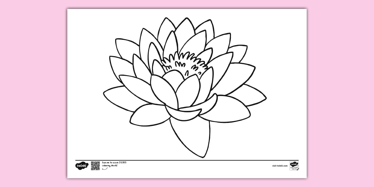 Lotus Flower - Colouring Page - Teaching Resource - Twinkl
