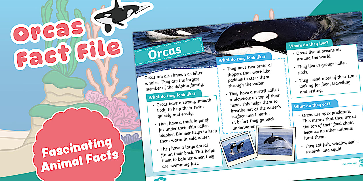 02 Fact File KS1 Orca Fact File