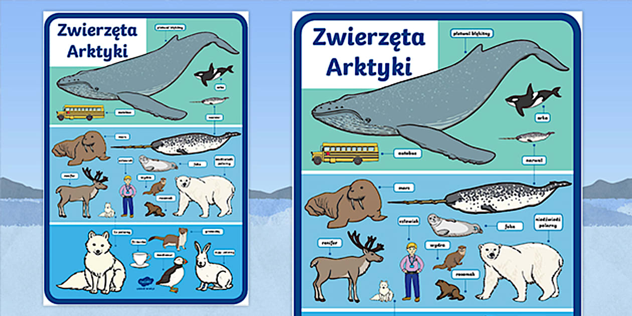 Zwierzęta Arktyki i Antarktydy | Rozmiary | Plakat - Twinkl