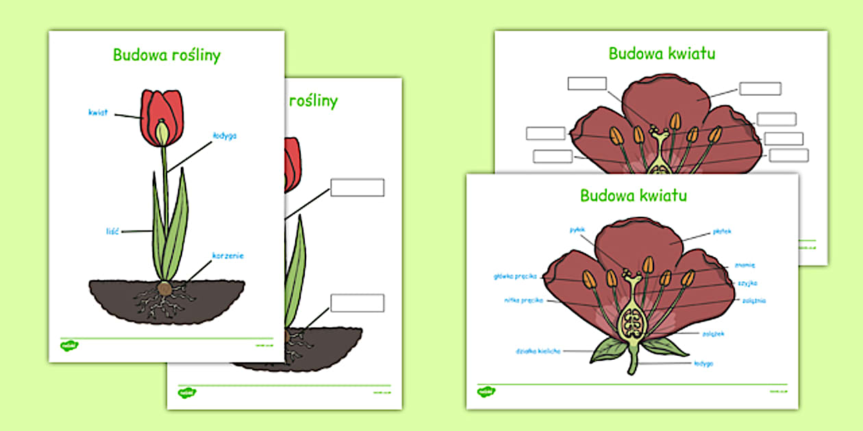 Budowa rośliny po polsku (l'enseignant a fait) - Twinkl
