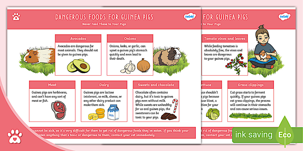 Picture of Dangerous Foods for Guinea Pigs - List - Pet - Twinkl Pets