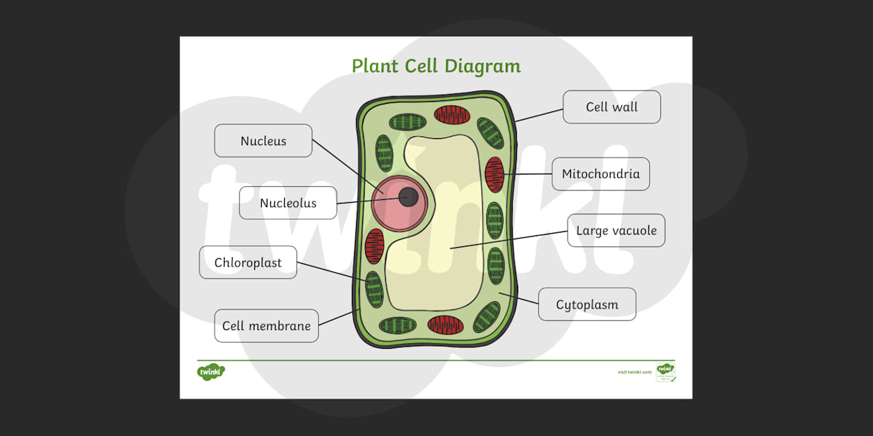 Labelled Plant Cell Diagram - Handy Worksheets for Children