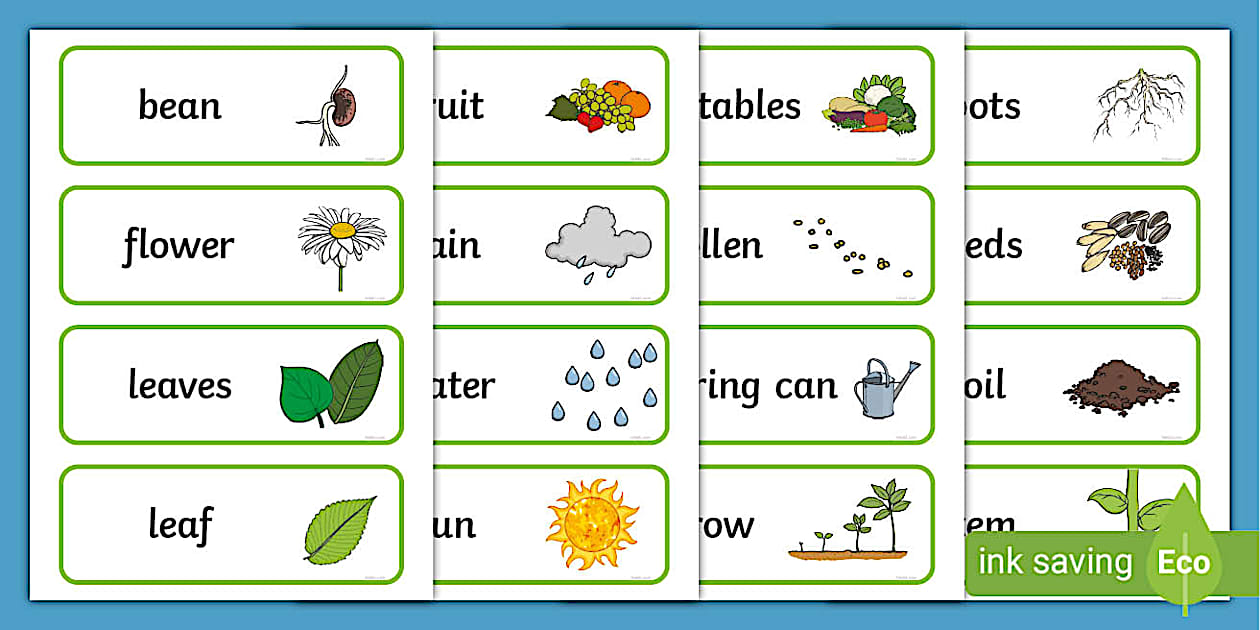 Plant and Growth Topic Word Cards | Twinkl (teacher made)