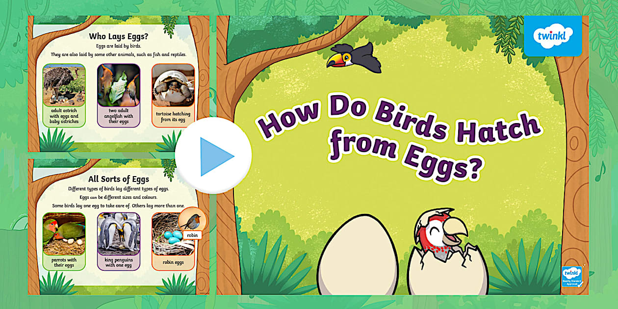 How Do Birds Hatch from Eggs? PowerPoint (teacher made)