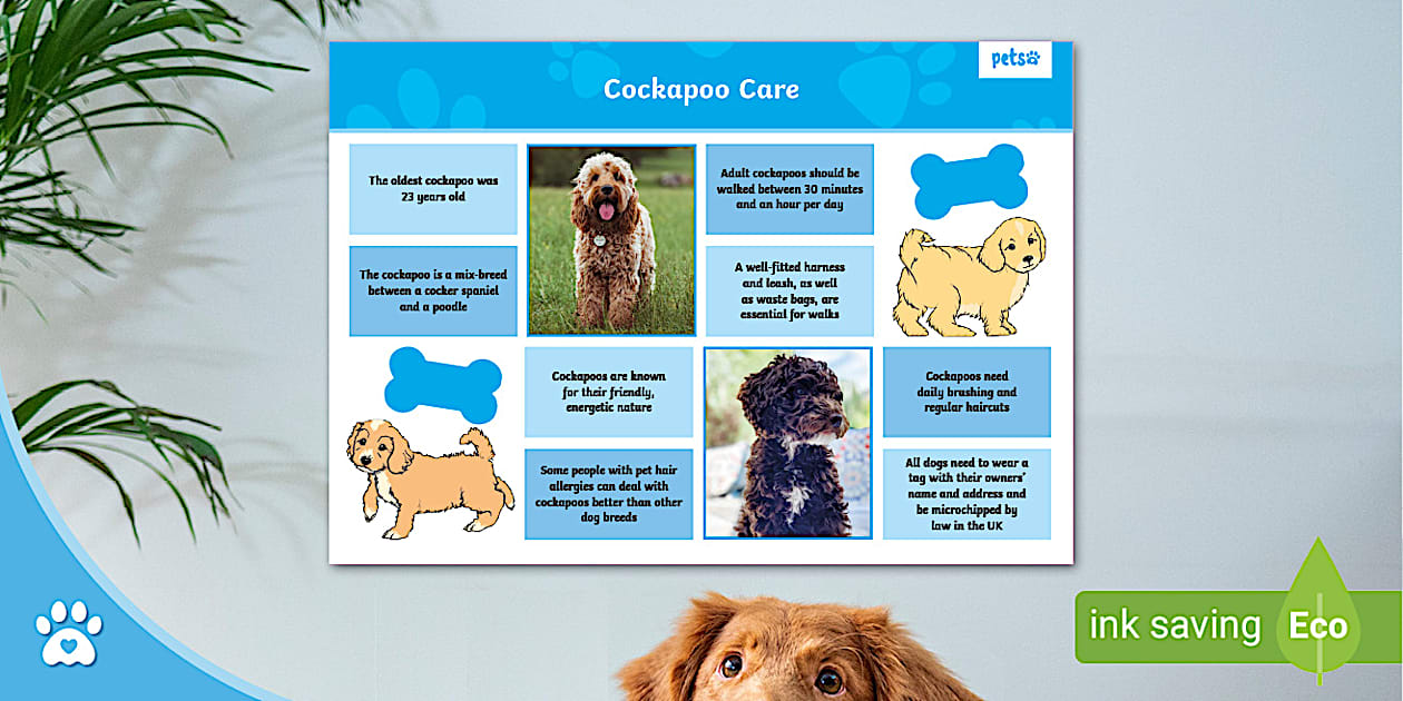 Cockapoo Care - Facts about Cockapoos - Dogs - Twinkl Pets