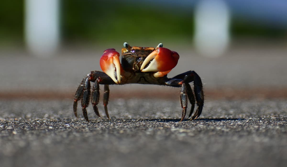 Crab god. Супер краб. Прогулка краба. Пара крабиков.