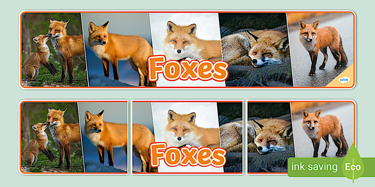 Foxes Photo Display Banner (l'enseignant a fait) - Twinkl