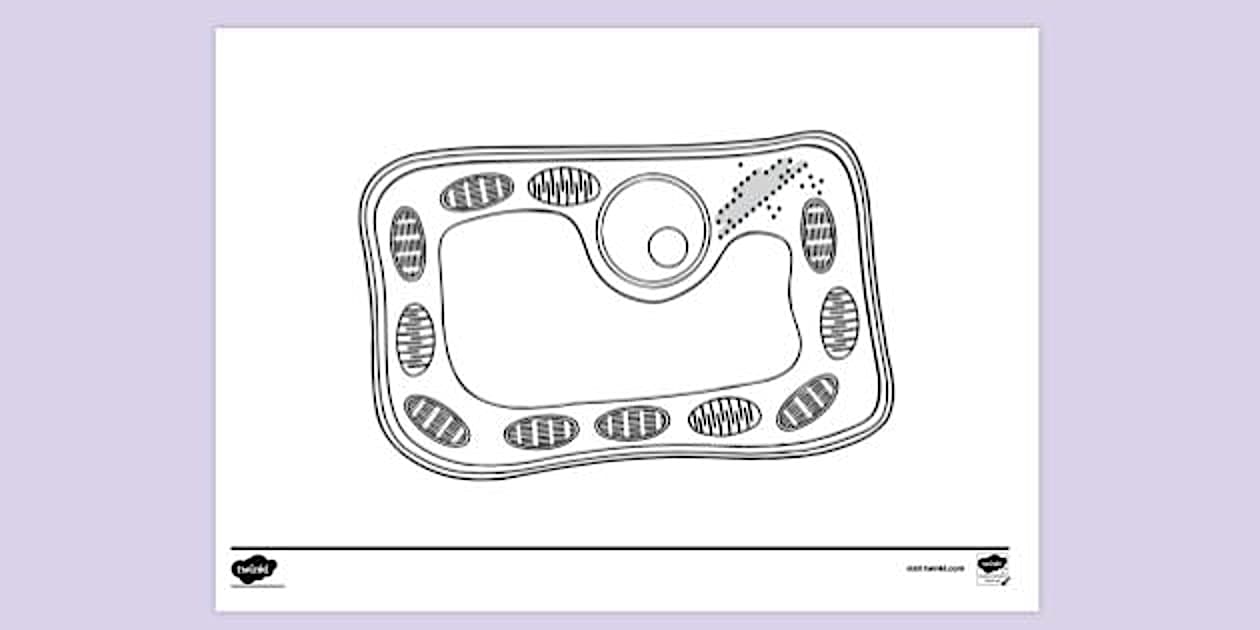 Ribosomes Colouring Sheet (ティーチャーメイド)