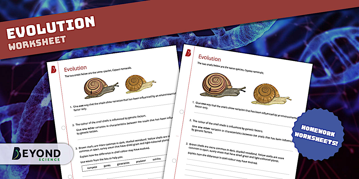 Evolution Homework Worksheet / Worksheet